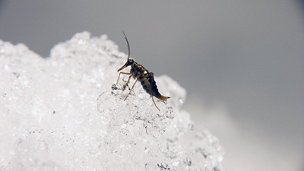 kleines Insekt im Schnee, der Schneefloh