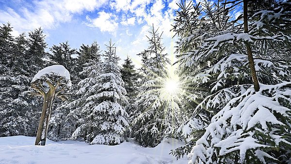 Winterwald