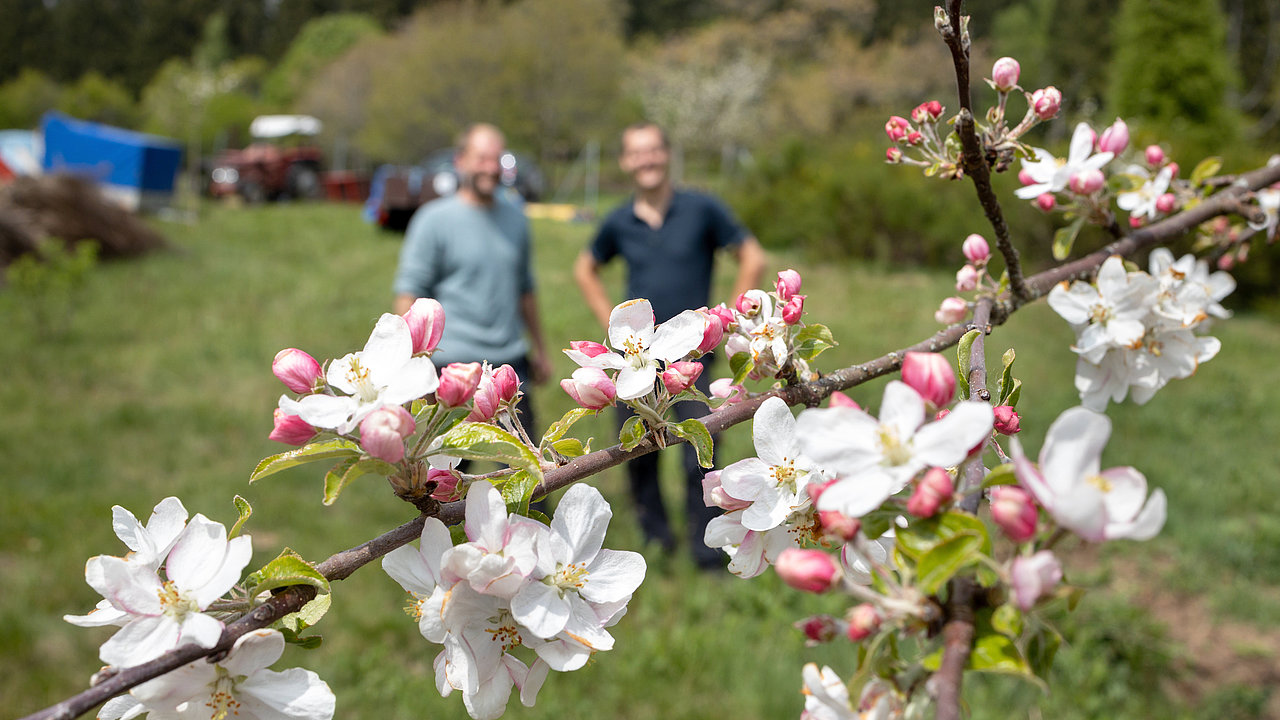 Zweig mit Blüten