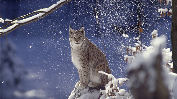 Luchs im Winter