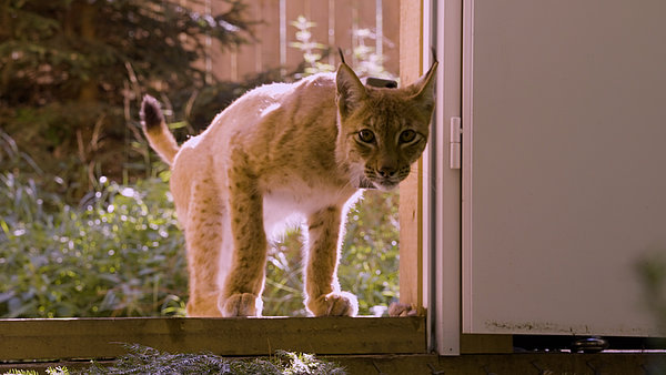 Luchs läuft aus Gehege 