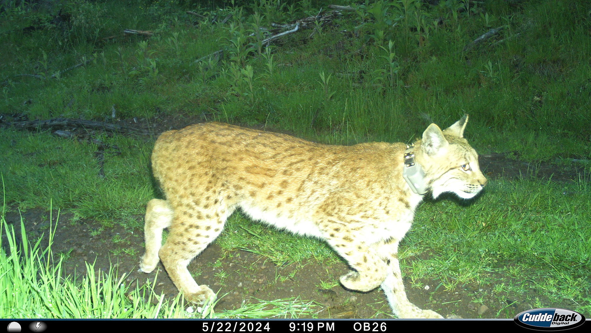Luchs über Fotofalle aufgenommen