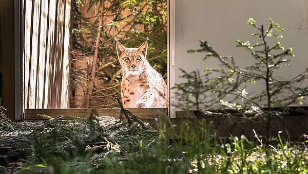 Luchs