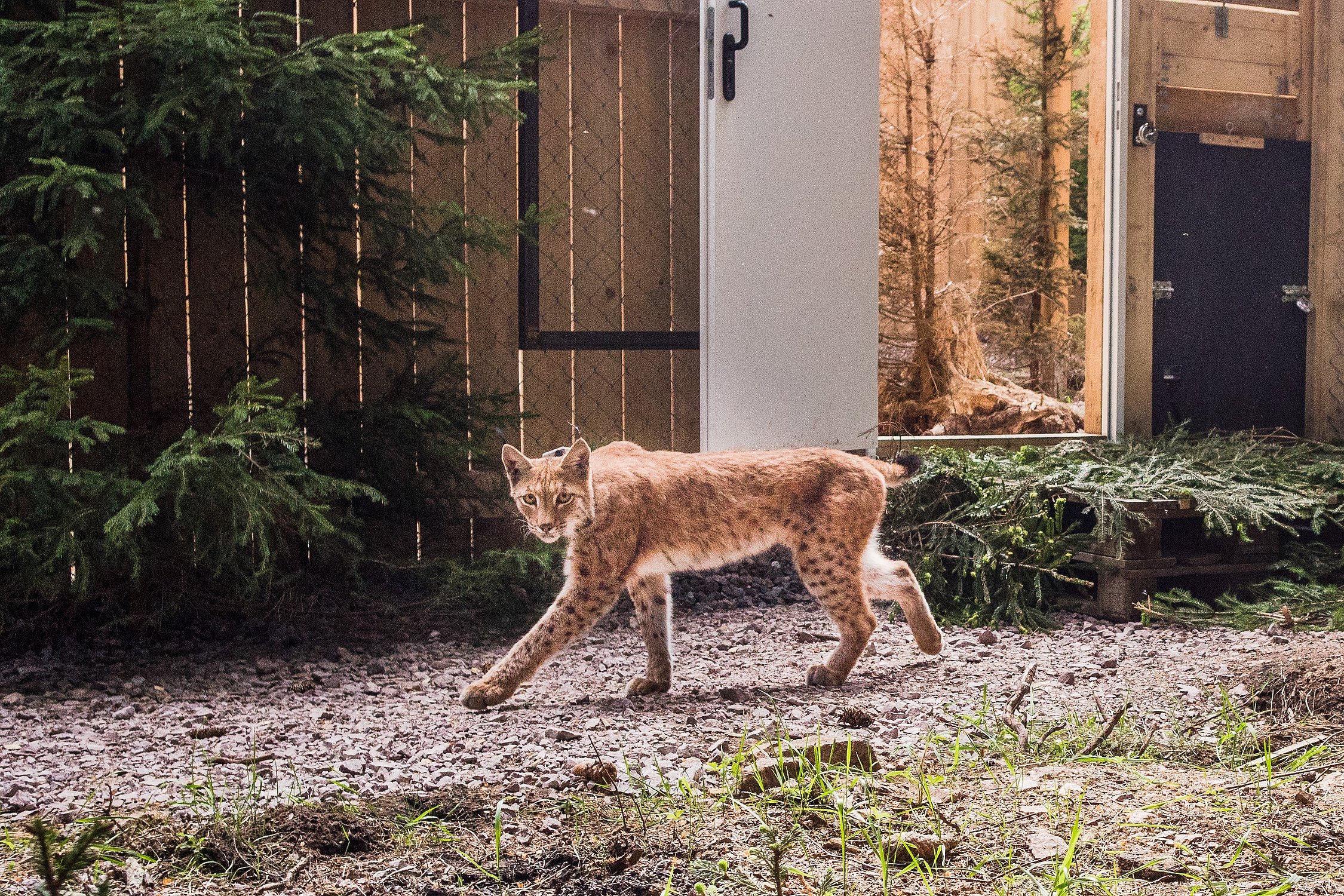 Luchs